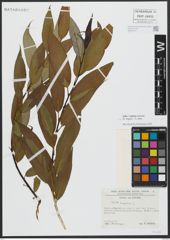 Foto von Salix alba L. x Salix fragilis L.